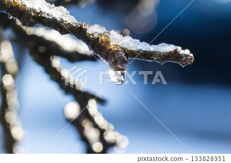 Close-up of a frosted tree branch with a hanging ice droplet Close-up of a frosted tree branch with a hanging ice droplet 133828351
