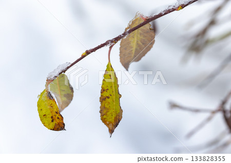 Closeup shot captures yellowing leaves clinging to a slim branch under frost and snow 133828355