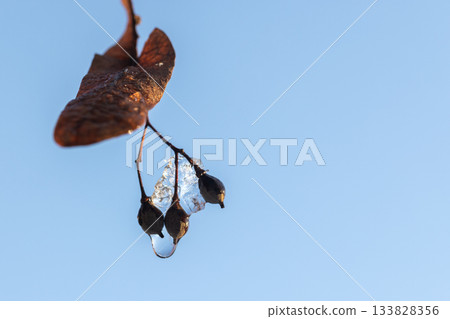Dry linden fruits hang on a frozen branch on a winter day Dry linden fruits hang on a frozen branch on a winter day 133828356
