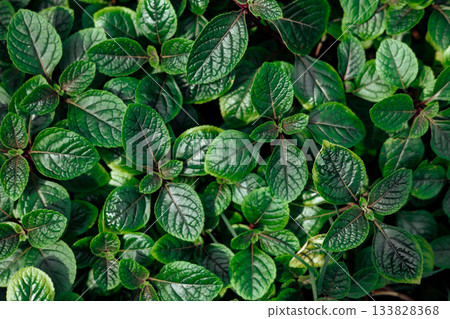 Vibrant green leaves create a lush, textured pattern, illuminated with natural light. The close-up shot captures the intricate details of the foliage. 133828368