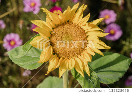 秋日花田風光 133828656