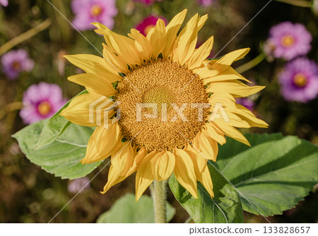 秋日花田風光 133828657