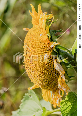 Autumn flower field scenery Autumn flower field scenery 133828667