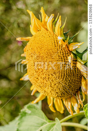 Autumn flower field scenery Autumn flower field scenery 133828668