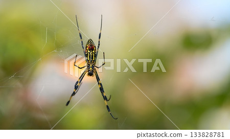 Nephila spider 133828781
