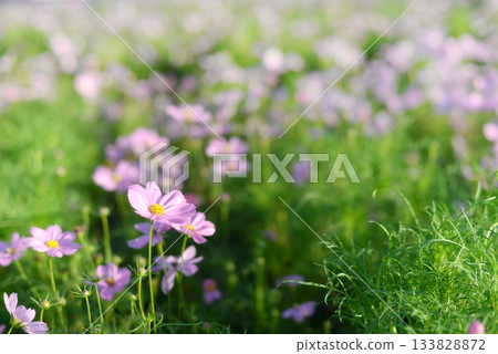 Colorful flowers are blooming fresh in the morning of spring garden with soft sunlight. Colorful flowers are blooming fresh in the morning of spring garden with soft sunlight. 133828872