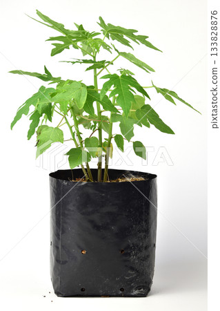 Papaya seedlings in black bags on white background 133828876
