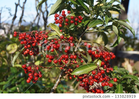 The one with red fruit The one with red fruit 133828919