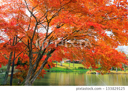 清水公園的紅葉 133829125