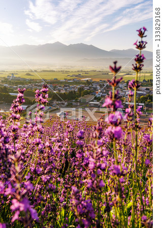 清晨薰衣草田 清晨薰衣草田 133829168