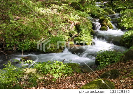 Shojinzawa, fresh greenery, spring Shojinzawa, fresh greenery, spring 133829385