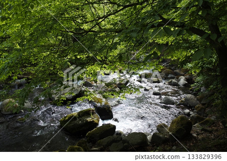 松仁澤，清新的綠色，春天 133829396