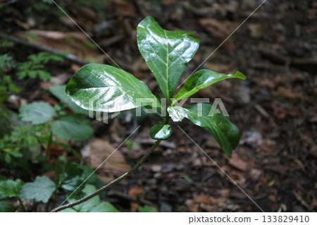 Shojinzawa, fresh greenery, spring Shojinzawa, fresh greenery, spring 133829410