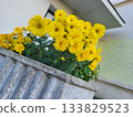 Bright yellow chrysanthemums in the yard. Yellow floral background. 133829523