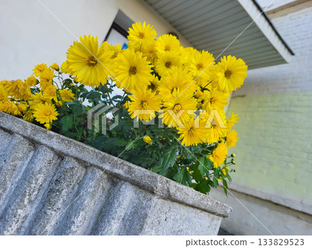 Bright yellow chrysanthemums in the yard. Yellow floral background. Bright yellow chrysanthemums in the yard. Yellow floral background. 133829523