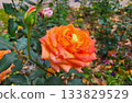 An orange lonely rose. On a sunny day in an autumn park, an orange rose grows in a flower bed. The concept of celebrating Valentine's Day on March 8 and Mother's Day. 133829529