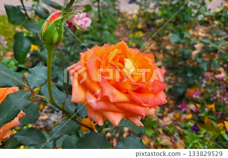 An orange lonely rose. On a sunny day in an autumn park, an orange rose grows in a flower bed. The concept of celebrating Valentine's Day on March 8 and Mother's Day. An orange lonely rose. On a sunny day in an autumn park, an orange rose grows in a flower bed. The concept of celebrating Valentine's Day on March 8 and Mother's Day. 133829529