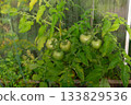 Green tomato fruits growing in the greenhouse. 133829536