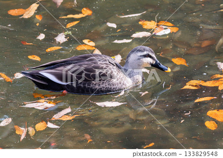 初冬時節，一群野鴨漂浮在池塘上。 133829548