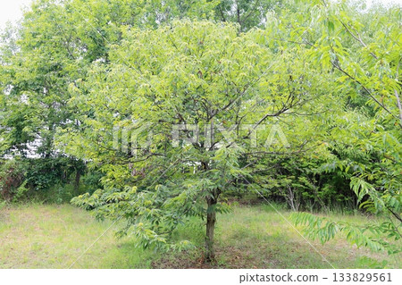 Chestnut fruit 133829561