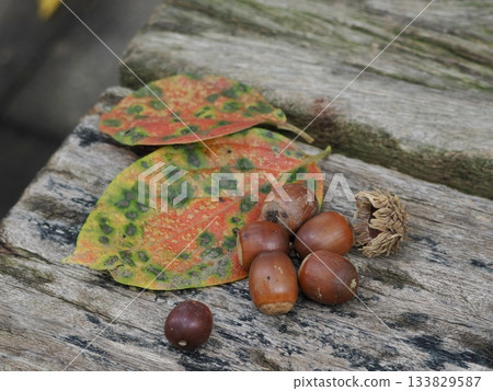 Acorns that fell on a stump 133829587