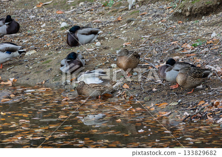 A flock of ducks gathers on a pond in early winter A flock of ducks gathers on a pond in early winter 133829682