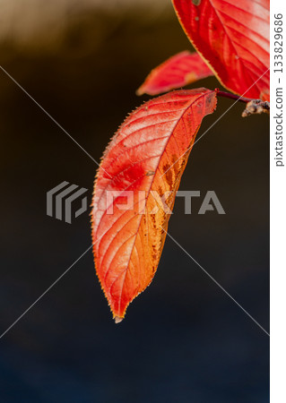 Autumn scenery in Oguchi Town 133829686