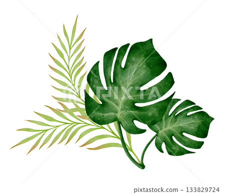 Monstera and Palm Leaves Watercolor 133829724