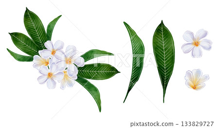 Plumeria Flowers Watercolor 133829727
