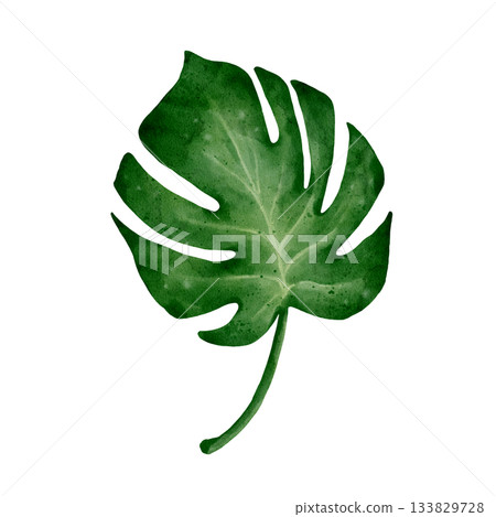 Monstera Leaf Watercolor 133829728