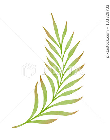 Palm Leaf Watercolor Botanical 133829732