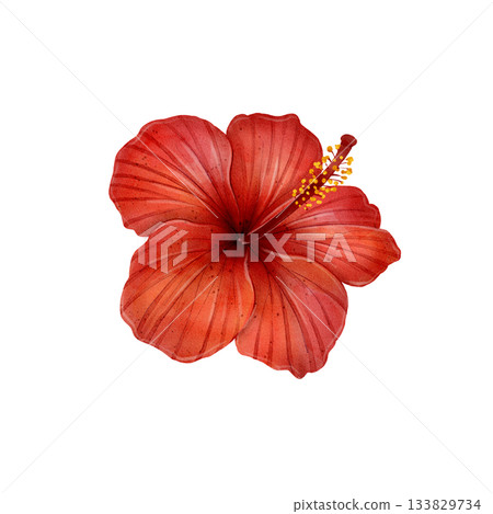 Red Hibiscus Flower 133829734