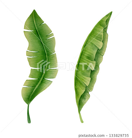 Banana Leaves Watercolor 133829735