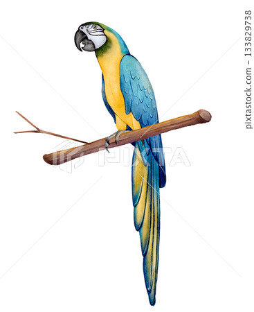 Blue Yellow Macaw Parrot 133829738