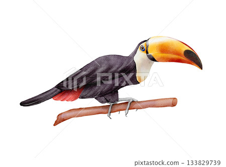 Toucan watercolor illustration 133829739