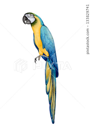 Parrot watercolor illustration 133829741