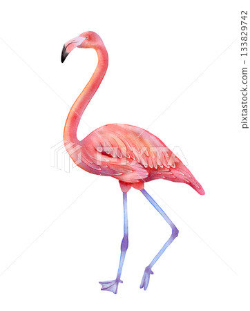 Pink flamingo watercolor illustration 133829742
