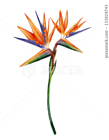 Bird of Paradise Flower, strelitzia Bird of Paradise Flower, strelitzia 133829743