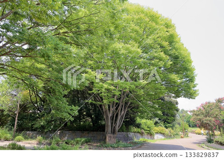 Refreshing, shining zelkova leaves Refreshing, shining zelkova leaves 133829837