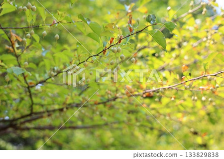 可愛的雪鈴果 可愛的雪鈴果 133829838