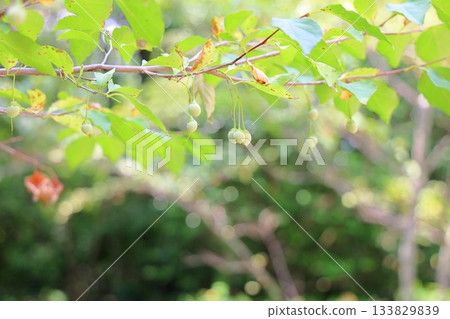 可愛的雪鈴果 可愛的雪鈴果 133829839