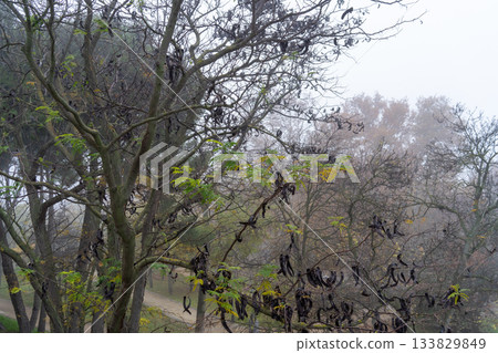 Tall Tree Forest on a Foggy Day Tall Tree Forest on a Foggy Day 133829849