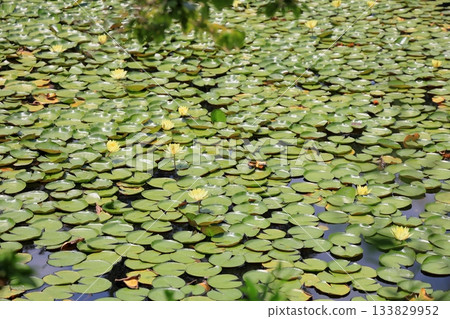 清爽的睡蓮花 133829952