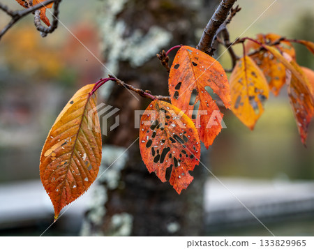 Autumn leaves Autumn leaves 133829965