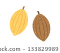Illustration of a cacao bean 133829989