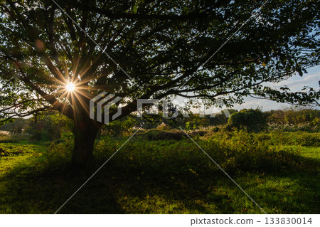 閃耀的日落 133830014