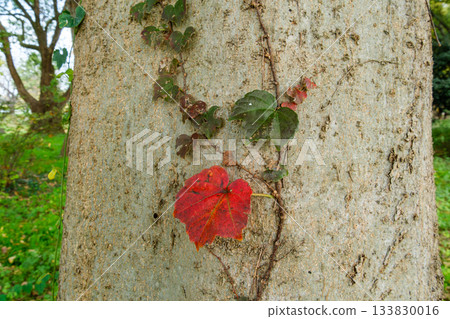 Autumn leaves of ivy Autumn leaves of ivy 133830016