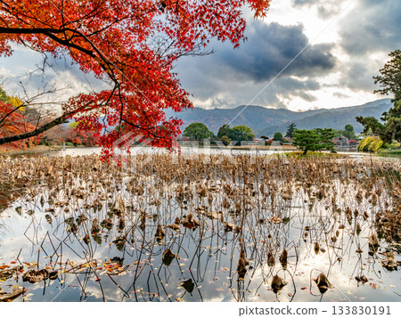 Pond with autumn leaves Pond with autumn leaves 133830191