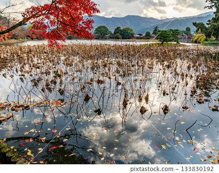 Pond with autumn leaves Pond with autumn leaves 133830192