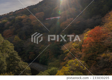 箱根深秋,箱根登山鐵道,出山號誌站 箱根深秋,箱根登山鐵道,出山號誌站 133830205